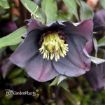 Picture of Helleborus New York Night' HONEYMOON Series