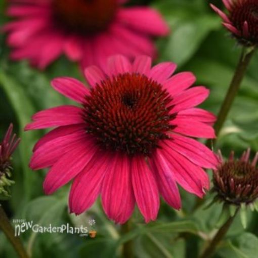 Picture of Echinacea Sombrero Poco™ Hot Pink