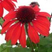 Picture of Echinacea PANAMA™ RED Coneflower