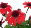 Picture of Echinacea PANAMA™ RED Coneflower