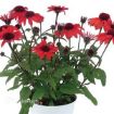 Picture of Echinacea PANAMA™ RED Coneflower