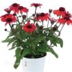 Picture of Echinacea PANAMA™ RED Coneflower