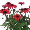 Picture of Echinacea PANAMA™ RED Coneflower