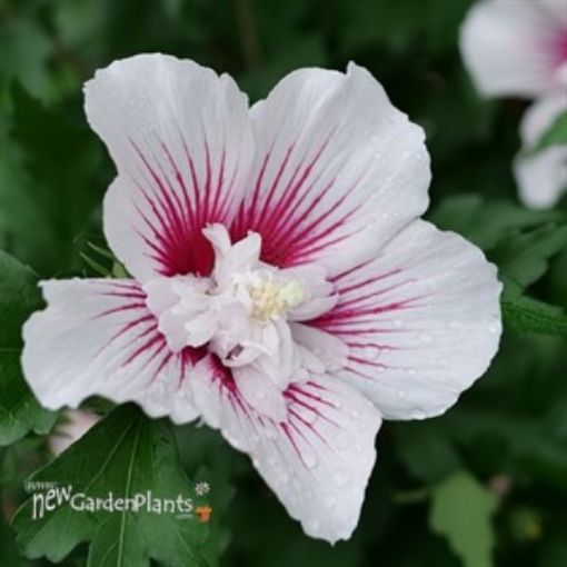 Picture of Hibiscus STARBLAST CHIFFON™ Rose of Sharon