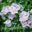 Picture of Hibiscus STARBLAST CHIFFON™ Rose of Sharon