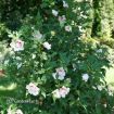 Picture of Hibiscus STARBLAST CHIFFON™ Rose of Sharon
