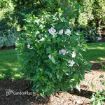 Picture of Hibiscus STARBLAST CHIFFON™ Rose of Sharon