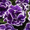 Picture of Petunia Frosted Sapphire 