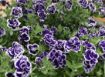 Picture of Petunia Frosted Sapphire 