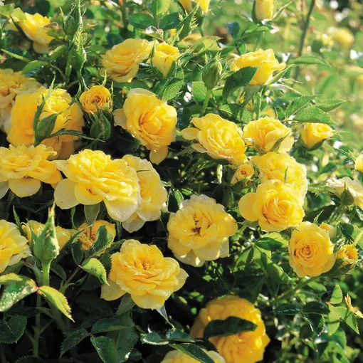 Picture of Rose Lemon Yellow Miniature Rose