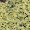 Picture of Helichrysum Lemon Licorice