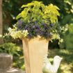 Picture of Helichrysum Lemon Licorice