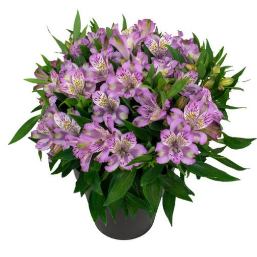 Picture of Alstroemeria Inca Ocean® Peruvian Lily
