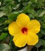Picture of Hibiscus 'Sunny Wind'