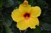 Picture of Hibiscus 'Sunny Wind'