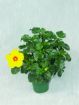 Picture of Hibiscus 'Sunny Wind'