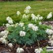 Picture of Dicentra 'White Diamonds' Fern-leaved Bleeding Heart