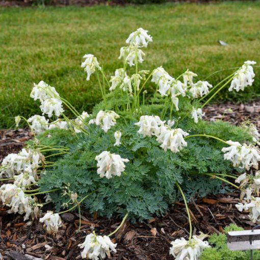 Picture of Dicentra 'White Diamonds' Fern-leaved Bleeding Heart