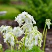 Picture of Dicentra 'White Diamonds' Fern-leaved Bleeding Heart