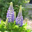 Picture of Lupine MINI GALLERY Blue Bicolor