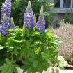Picture of Lupine MINI GALLERY Blue Bicolor