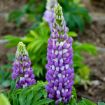 Picture of Lupine MINI GALLERY Blue Bicolor