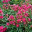 Picture of Rose OSO EASY PEASY®  Rose