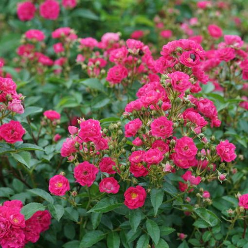 Picture of Rose OSO EASY PEASY®  Rose