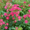 Picture of Rose OSO EASY PEASY®  Rose