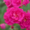 Picture of Rose OSO EASY PEASY®  Rose