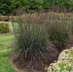 Picture of Andropogon Blackhawks Big Bluestem