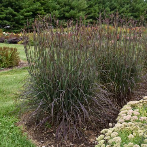 Picture of Andropogon Blackhawks Big Bluestem