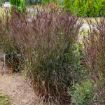 Picture of Andropogon Blackhawks Big Bluestem
