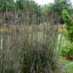 Picture of Andropogon Blackhawks Big Bluestem