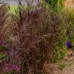 Picture of Andropogon Blackhawks Big Bluestem