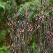 Picture of Andropogon Blackhawks Big Bluestem
