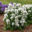 Picture of Campanula 'Angel Bells' Clustered Bellflower