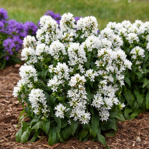 Picture of Campanula 'Angel Bells' Clustered Bellflower