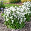 Picture of Campanula 'Angel Bells' Clustered Bellflower