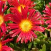 Picture of Delosperma Hot Red Wonder Wheels of Wonder™