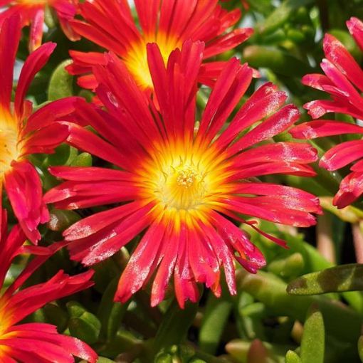 Picture of Delosperma Hot Red Wonder Wheels of Wonder™