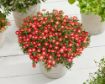 Picture of Delosperma Hot Red Wonder Wheels of Wonder™
