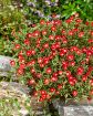 Picture of Delosperma Hot Red Wonder Wheels of Wonder™