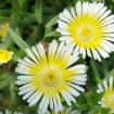 Picture of Delosperma Limoncello Wheels of Wonder® Ice Plant