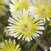 Picture of Delosperma Limoncello Wheels of Wonder® Ice Plant