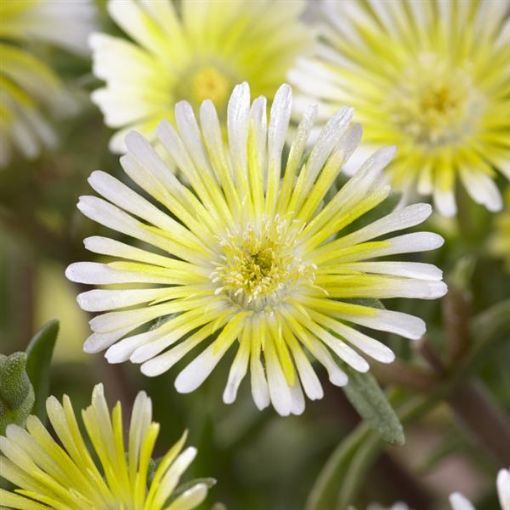 Picture of Delosperma Limoncello Wheels of Wonder® Ice Plant