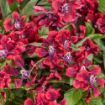 Picture of Cuphea Totally Tempted® Richly Red™