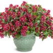 Picture of Cuphea Totally Tempted® Richly Red™