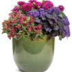Picture of Cuphea Totally Tempted® Richly Red™