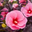 Picture of Hibiscus 'Edge of Night' SUMMERIFIC® Collection
